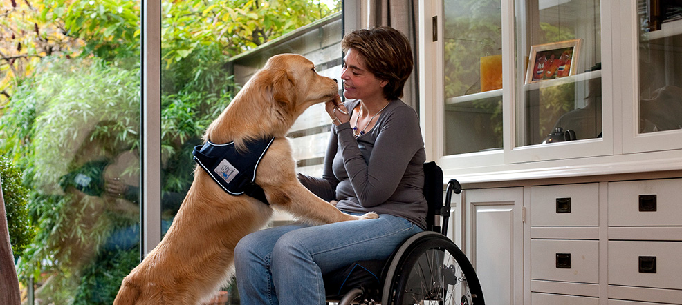 blindegeleidehonden